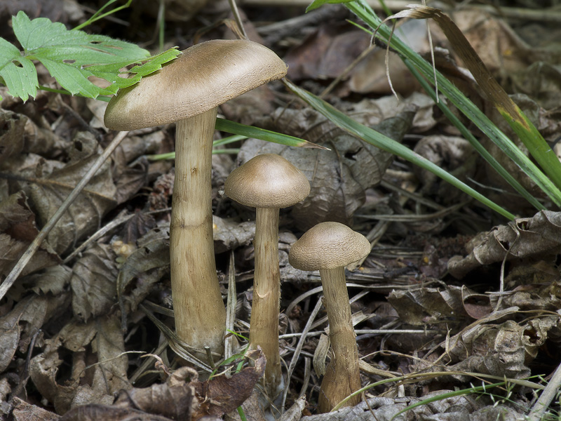 Cortinarius raphanoides